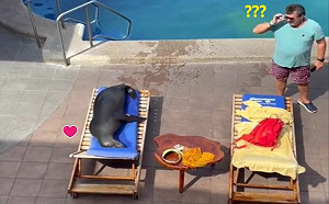 海獅趕客人占躺椅！酒店：牠是熟客