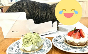 貓皇硬擠空紙盒！網笑：虎皮蛋糕？