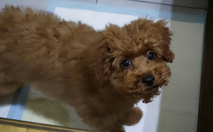 居家照護毛寶貝怎如廁 新北動保處授妙招化解煩惱