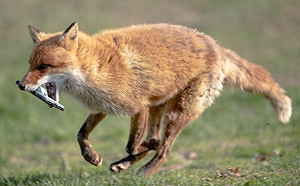 頑皮狐叼走手機！牧場人員追滿場