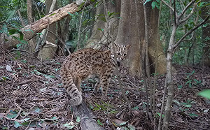 台大擬買家貓「代孕」繁殖石虎？動團怒轟：把生命當兒戲
