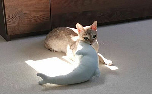 貓貓做家事？牠將最愛放到陽光下