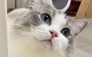 犬系貓貓！開口一連串汪汪汪超驚人