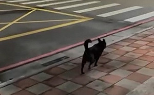 狗急真的會跳牆  新北開罰做半套責任的飼主3千元