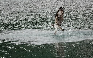 世界候鳥日   新北動保處邀大家賞鳥遵守三不原則
