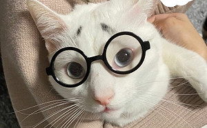 魔性小眉毛！貓低頭秒變奶白老鼠