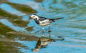 醜小鴨翻身 新北泰山大窠坑溪重現河川綠生活