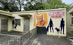 新北市八里動物之家重新粉妝  101毛孩住家煥然一新