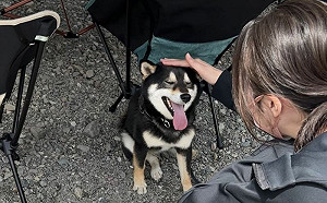 被妹摸笑成花！黑柴見男人臉色巨變