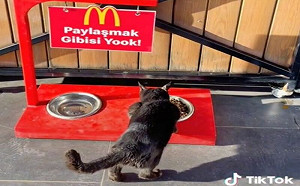 土國麥當勞超貼心！設置浪浪飽餐區