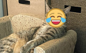 貓咪躺抓椅翹二郎腿！網：氣場好強