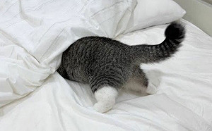 萌貓討厭剪指甲！躲棉被卻狂露屁屁