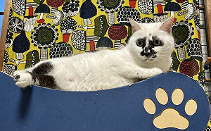 (影)道歉該露點啥？貓貓秒倒1處大放送