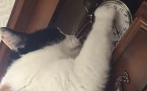 (影)想快到晚餐時間！貓貓猛對鬧鐘施法