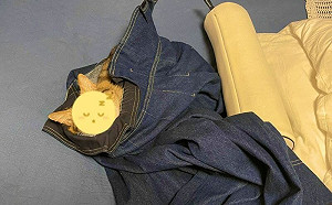 就愛你這味！貓咪裹奴才衣服爽睡