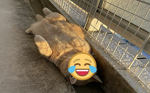 橘貓躺水溝塞好塞滿！網笑：溢出了