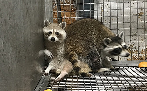 杜絕外來種入侵！林務局：8千種野生動物6/1起禁止輸入