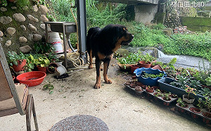 新北動保處收容及訓練 遭棄獒犬覓得新家化身明星犬