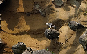 酋長岩、龍洞賞「遊隼」   新北動保處實施保護籲3不原則