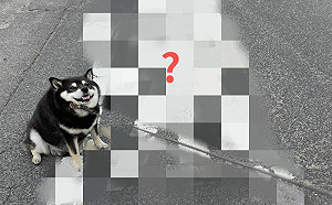 散步到一半！牠見地上2字變拒否柴