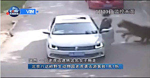 管仁健觀點》從前從前，台灣也有遊客被老虎咬死