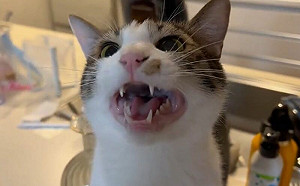 吃飯時間！貓咪喵語連發熱情響應