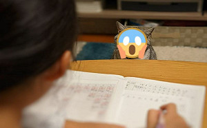 貓咪監督女兒寫作業！網：家教金派