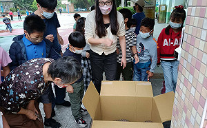 穿山甲迷途求助橫山國小師生 新北動保處即刻救援野放