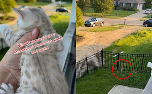 貓翹家找不回？1招母性召喚秒衝回