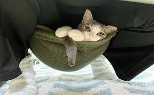 貓鑽胯下偷窺裙底！網：不可以色色