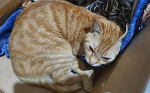 赴猴硐貓村棄養貓咪 新北動保處神破案護喵星人