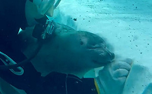 (影)跟牆壁吃醋？清潔員搓蘚被海豹緊黏