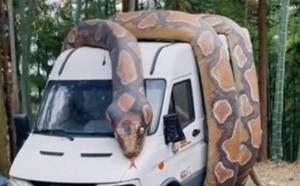 阿里山驚現巨大纏車「網紋蟒」？詭異身型嚇壞民眾 專家解釋了