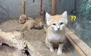 沙漠貓集體上廁所！喵媽：結伴有fu