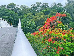 鳳凰花期提前報到 彰化天空步道火紅花海綻放