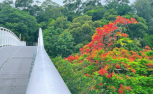 鳳凰花期提前報到 彰化天空步道火紅花海綻放