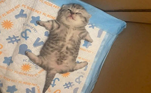 奶貓斷電狂熟睡！一字馬劈腿躺平