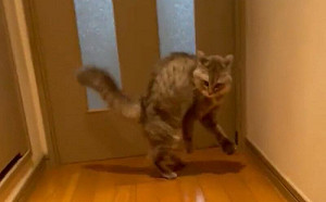 (影)貓咪兩腳走路！主人笑：牠常這樣