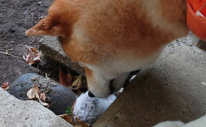 柴犬發現倉鼠倒草叢！守原地叫主人