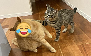 小虎斑挑釁橘貓！慘遭轉頭嫌棄拒絕