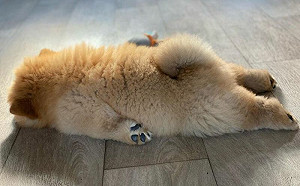 只想好好睡覺！鬆獅犬地板上大融化