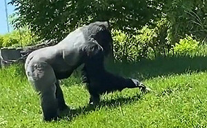 (影)土撥鼠太萌？大猩猩竟伸手摸頭