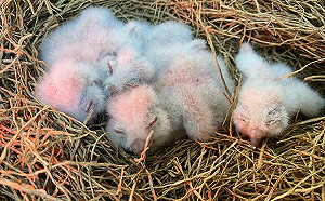 鳥寶寶落巢高峰季   新北動保處提醒伸援前先停看聽