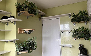 房間有幾隻貓？正解曝光網全崩潰