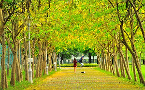 漫遊湖畔賞黃金花海！端午連假這樣玩台南