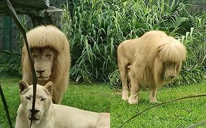 雄獅齊瀏海髮型爆紅！園方：牠弄的