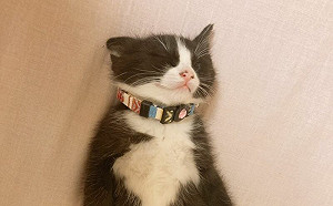 無節操小貓到新家！5小時露肚躺平