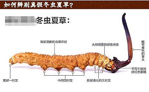 比黃金還貴蟲草要人命! 四川村民4000米高山採集遭雷殛 7人不幸罹難