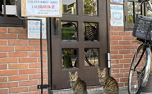 貓咖今日不營業！喵客人堅持光顧