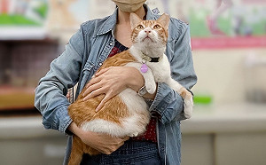 國際抱貓日 歡迎擁抱新北貓所長「銅鑼燒」